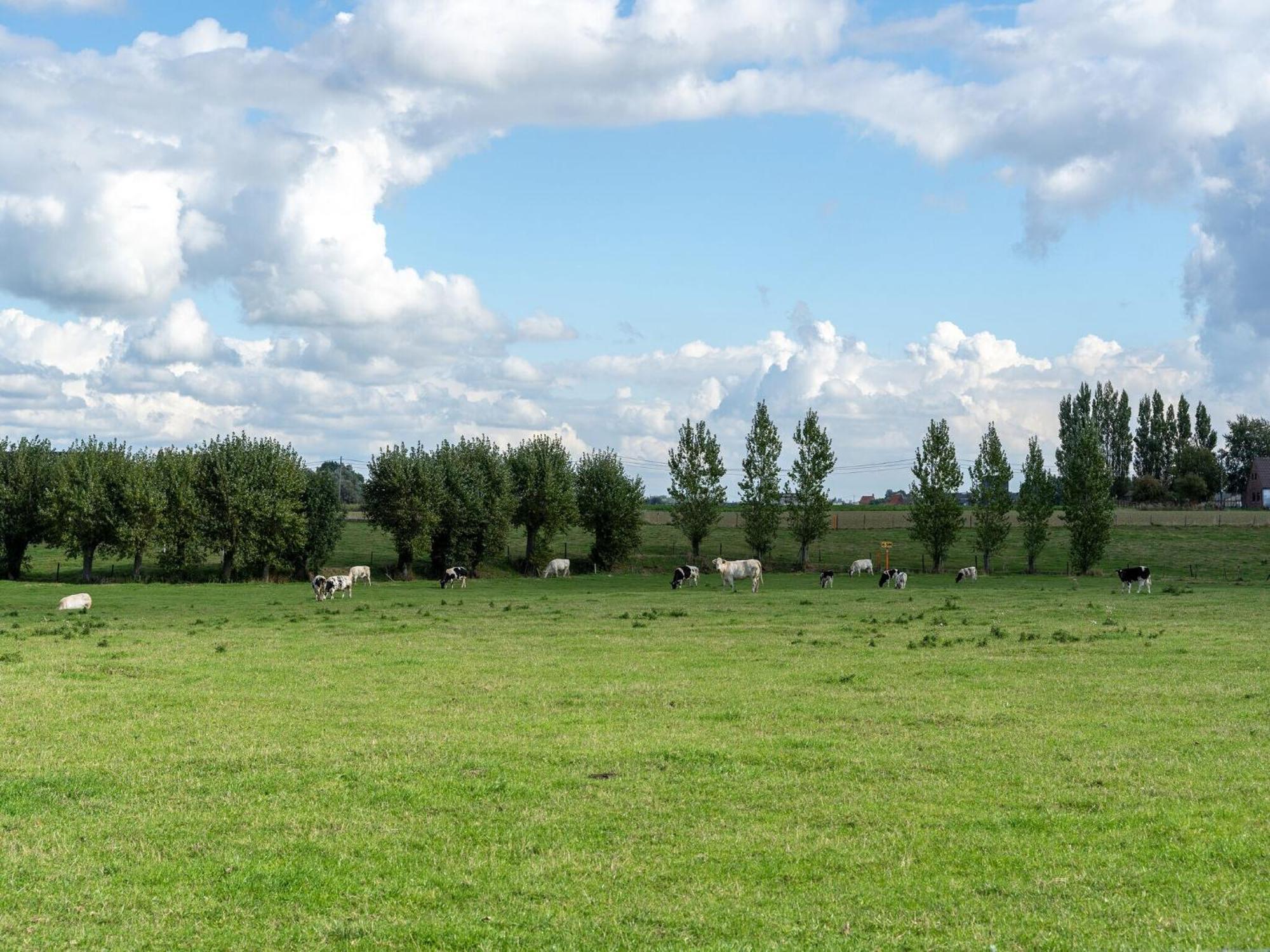 Spacious Holiday Home With Pond In Poperinge Roesbrugge-Haringe Luaran gambar